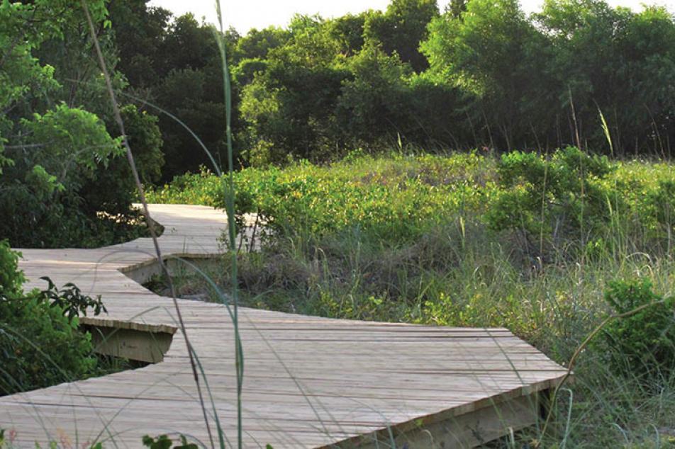 Boardwalk along the wetlands with grass and trees