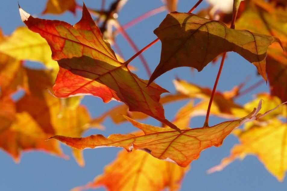 Close up of orange leaves in fall