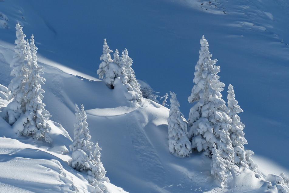 Overhead view of fluffy snow covered pine trees on a hill